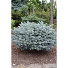 Ялина колюча Глаука Глобоза | Picea pungens Glauca Globosa | Ель колючая Глаука Глобоза