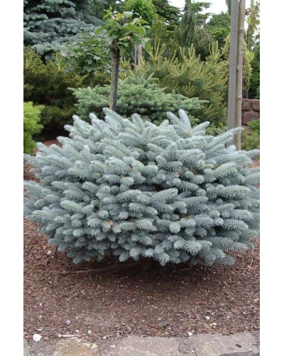Ялина колюча Глаука Глобоза | Picea pungens Glauca Globosa | Ель колючая Глаука Глобоза