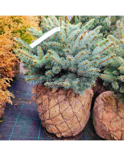 Ялина колюча Глаука Глобоза | Picea pungens Glauca Globosa | Ель колючая Глаука Глобоза