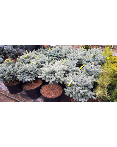 Ялина колюча Глаука Глобоза | Picea pungens Glauca Globosa | Ель колючая Глаука Глобоза