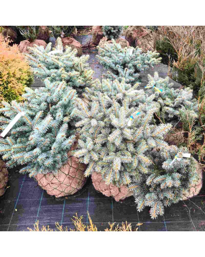 Ялина колюча Глаука Глобоза | Picea pungens Glauca Globosa | Ель колючая Глаука Глобоза