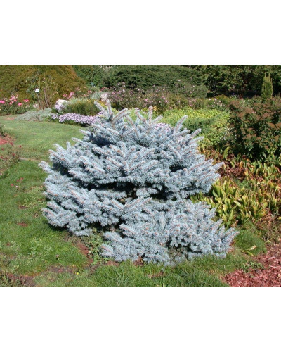 Ялина колюча Глаука Глобоза | Picea pungens Glauca Globosa | Ель колючая Глаука Глобоза