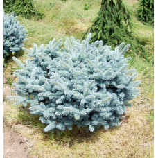 Ялина колюча Глаука Глобоза | Picea pungens Glauca Globosa | Ель колючая Глаука Глобоза