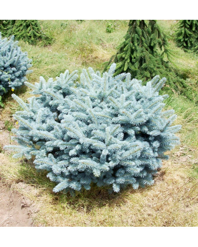 Ялина колюча Глаука Глобоза | Picea pungens Glauca Globosa | Ель колючая Глаука Глобоза