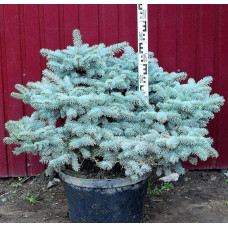 Ялина колюча Глаука Глобоза | Picea pungens Glauca Globosa | Ель колючая Глаука Глобоза