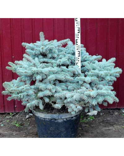 Ялина колюча Глаука Глобоза | Picea pungens Glauca Globosa | Ель колючая Глаука Глобоза