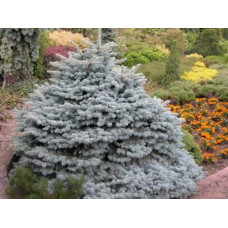 Ялина колюча Глаука Глобоза | Picea pungens Glauca Globosa | Ель колючая Глаука Глобоза