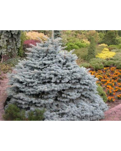 Ялина колюча Глаука Глобоза | Picea pungens Glauca Globosa | Ель колючая Глаука Глобоза