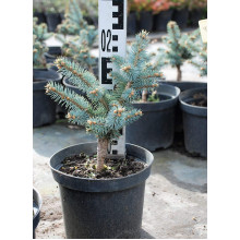 Ялина колюча Глаука Глобоза | Picea pungens Glauca Globosa | Ель колючая Глаука Глобоза
