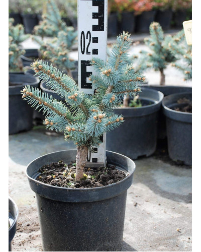 Ялина колюча Глаука Глобоза | Picea pungens Glauca Globosa | Ель колючая Глаука Глобоза