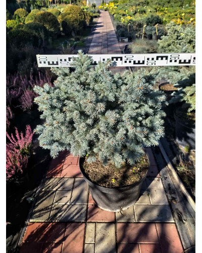 Ялина колюча Глаука Глобоза | Picea pungens Glauca Globosa | Ель колючая Глаука Глобоза
