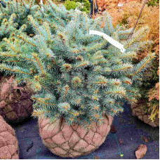 Ялина колюча Глаука Глобоза | Picea pungens Glauca Globosa | Ель колючая Глаука Глобоза
