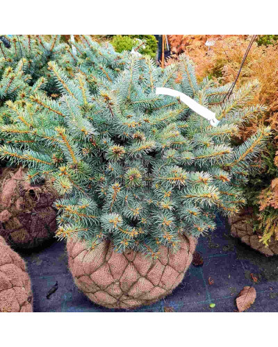 Ялина колюча Глаука Глобоза | Picea pungens Glauca Globosa | Ель колючая Глаука Глобоза