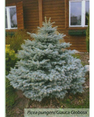 Ялина колюча Глаука Глобоза | Picea pungens Glauca Globosa | Ель колючая Глаука Глобоза