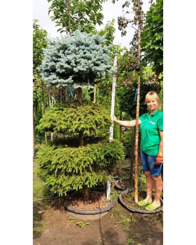 Ялина колюча Глаука Глобоза | Picea pungens Glauca Globosa | Ель колючая Глаука Глобоза