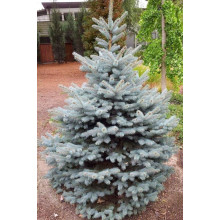 Ялина колюча Блю Даймонд | Picea pungens Blue Diamant | Ель колючая Блю Даймонд