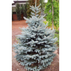 Ялина колюча Блю Даймонд | Picea pungens Blue Diamant | Ель колючая Блю Даймонд