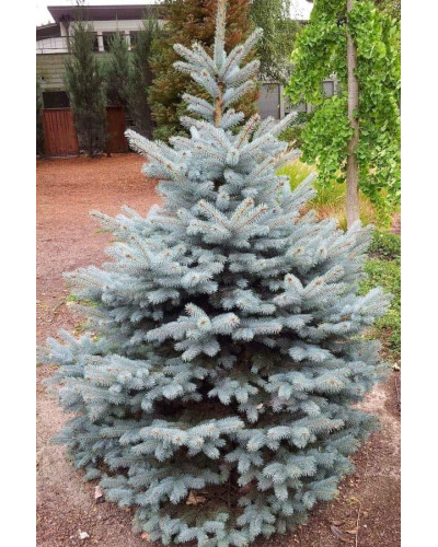 Ялина колюча Блю Даймонд | Picea pungens Blue Diamant | Ель колючая Блю Даймонд