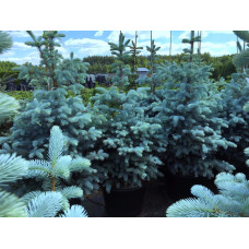 Ялина колюча Блю Даймонд | Picea pungens Blue Diamant | Ель колючая Блю Даймонд