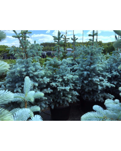 Ялина колюча Блю Даймонд | Picea pungens Blue Diamant | Ель колючая Блю Даймонд