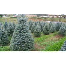 Ялина колюча Блю Даймонд | Picea pungens Blue Diamant | Ель колючая Блю Даймонд