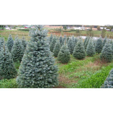 Ялина колюча Блю Даймонд | Picea pungens Blue Diamant | Ель колючая Блю Даймонд