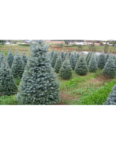 Ялина колюча Блю Даймонд | Picea pungens Blue Diamant | Ель колючая Блю Даймонд