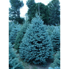 Ялина колюча Блю Даймонд | Picea pungens Blue Diamant | Ель колючая Блю Даймонд