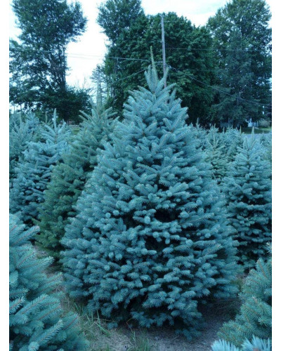 Ялина колюча Блю Даймонд | Picea pungens Blue Diamant | Ель колючая Блю Даймонд
