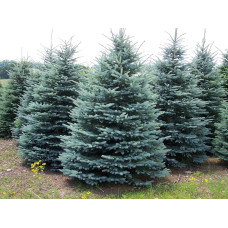 Ялина колюча Блю Даймонд | Picea pungens Blue Diamant | Ель колючая Блю Даймонд