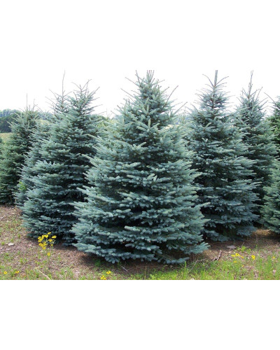 Ялина колюча Блю Даймонд | Picea pungens Blue Diamant | Ель колючая Блю Даймонд