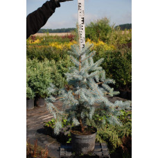 Ялина колюча Блю Даймонд | Picea pungens Blue Diamant | Ель колючая Блю Даймонд