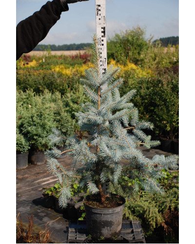 Ялина колюча Блю Даймонд | Picea pungens Blue Diamant | Ель колючая Блю Даймонд