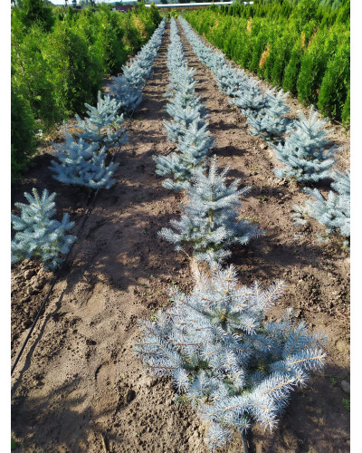 Ялина колюча Блю Даймонд | Picea pungens Blue Diamant | Ель колючая Блю Даймонд