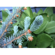 Ялина колюча Блю Даймонд | Picea pungens Blue Diamant | Ель колючая Блю Даймонд