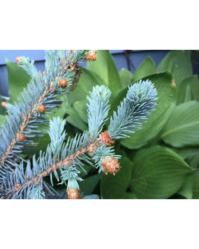 Ялина колюча Блю Даймонд | Picea pungens Blue Diamant | Ель колючая Блю Даймонд