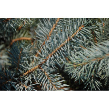 Ялина колюча Блю Даймонд | Picea pungens Blue Diamant | Ель колючая Блю Даймонд