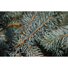 Ялина колюча Блю Даймонд | Picea pungens Blue Diamant | Ель колючая Блю Даймонд