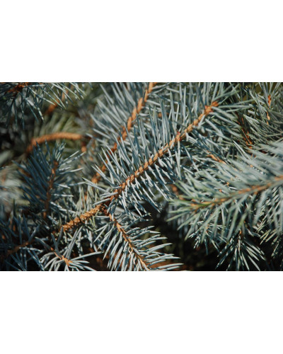 Ялина колюча Блю Даймонд | Picea pungens Blue Diamant | Ель колючая Блю Даймонд