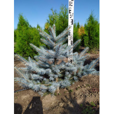 Ялина колюча Блю Даймонд | Picea pungens Blue Diamant | Ель колючая Блю Даймонд