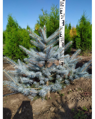 Ялина колюча Блю Даймонд | Picea pungens Blue Diamant | Ель колючая Блю Даймонд