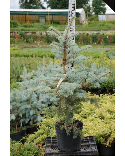 Ялина колюча Блю Даймонд | Picea pungens Blue Diamant | Ель колючая Блю Даймонд
