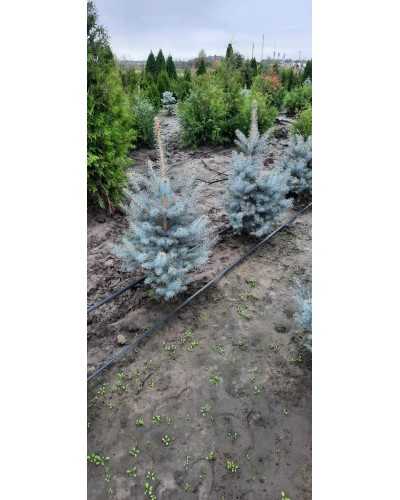 Ялина колюча Блю Даймонд | Picea pungens Blue Diamant | Ель колючая Блю Даймонд