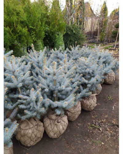 Ялина колюча Блю Даймонд | Picea pungens Blue Diamant | Ель колючая Блю Даймонд