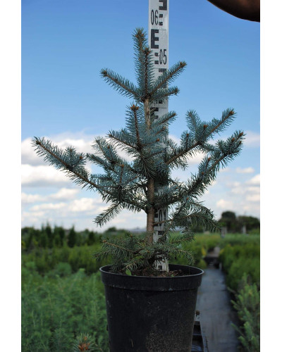 Ялина колюча Блю Даймонд | Picea pungens Blue Diamant | Ель колючая Блю Даймонд