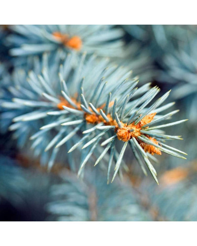 Ялина колюча Блю Даймонд | Picea pungens Blue Diamant | Ель колючая Блю Даймонд