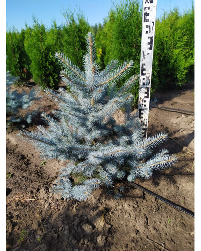 Ялина колюча Блю Даймонд | Picea pungens Blue Diamant | Ель колючая Блю Даймонд