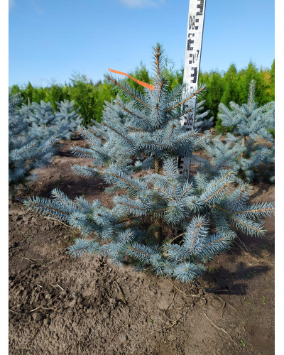 Ялина колюча Блю Даймонд | Picea pungens Blue Diamant | Ель колючая Блю Даймонд