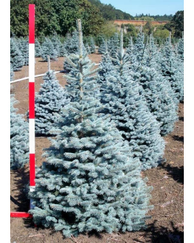 Ялина колюча Блю Даймонд | Picea pungens Blue Diamant | Ель колючая Блю Даймонд