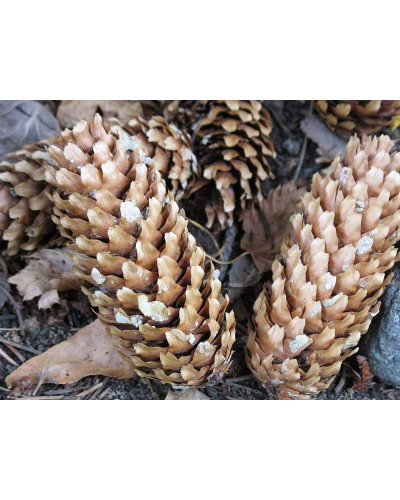 Ялина колюча Блю Даймонд | Picea pungens Blue Diamant | Ель колючая Блю Даймонд